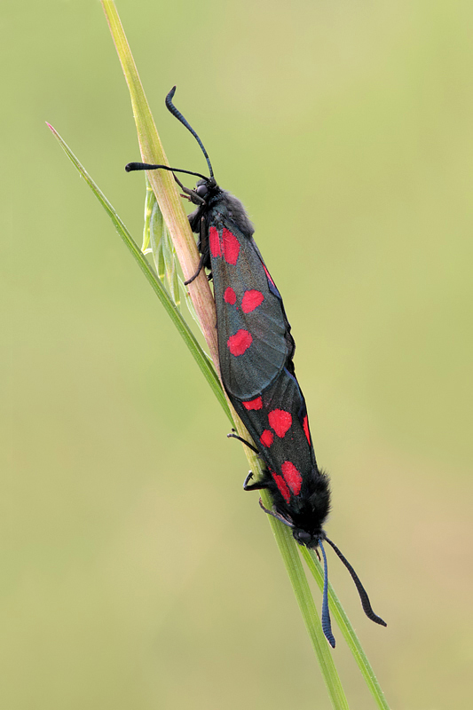 Five Spot Burnet Moths Mating